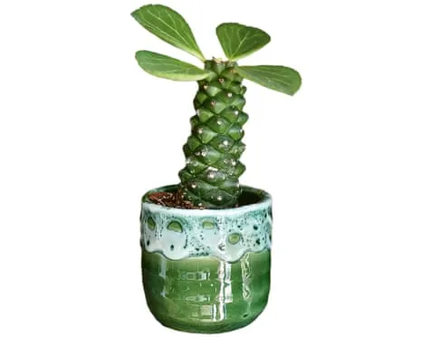 Can This Euphorbia Ritchiei Once Again Sprout Back?